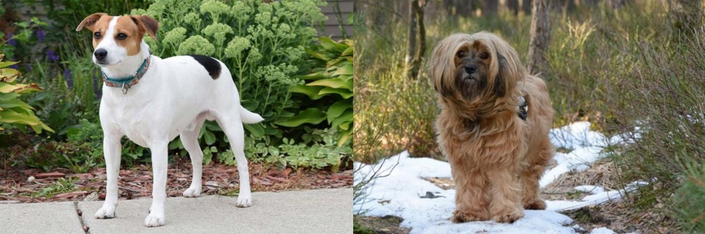 Tibetan Terrier vs Danish Swedish Farmdog - Breed Comparison
