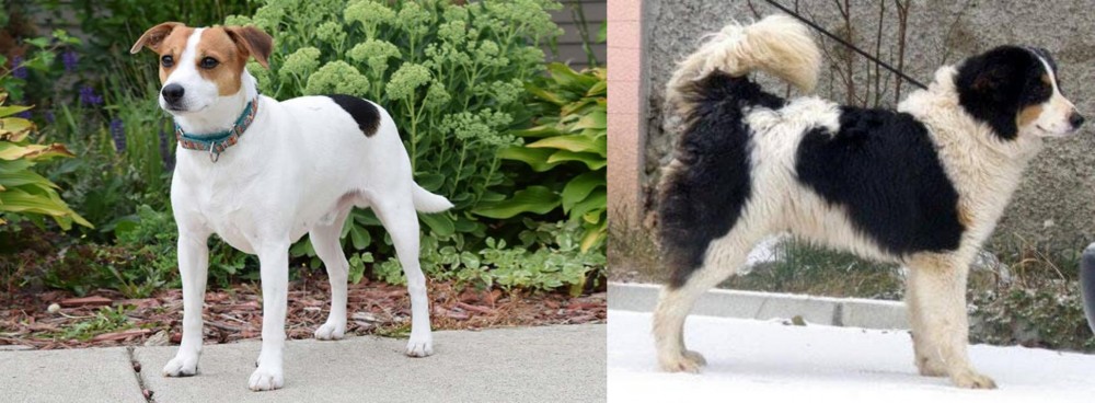 Tornjak vs Danish Swedish Farmdog - Breed Comparison