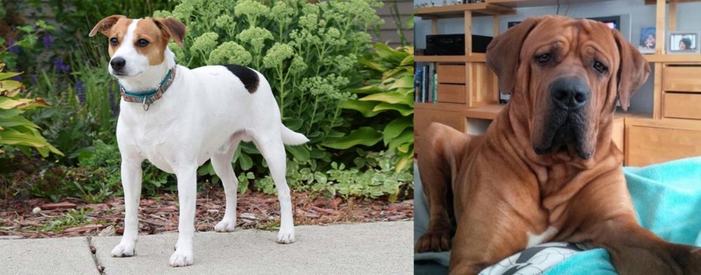 Tosa vs Danish Swedish Farmdog - Breed Comparison