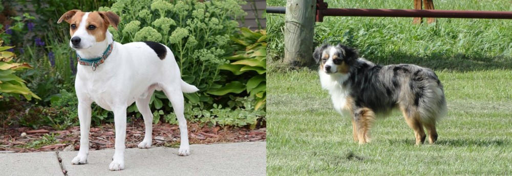Toy Australian Shepherd vs Danish Swedish Farmdog - Breed Comparison