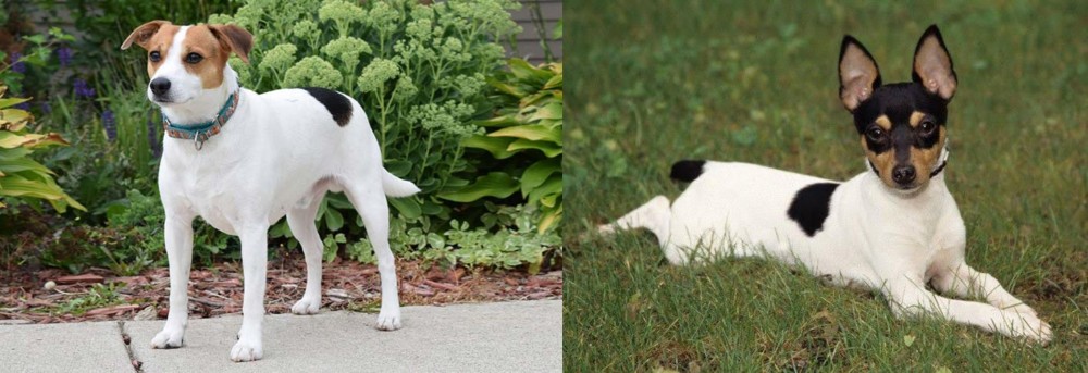 Toy Fox Terrier vs Danish Swedish Farmdog - Breed Comparison