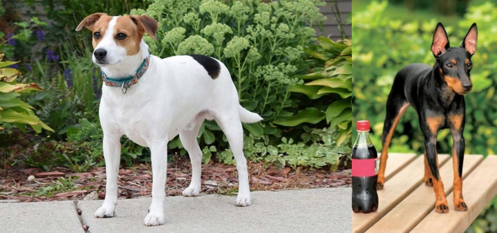 Toy Manchester Terrier vs Danish Swedish Farmdog - Breed Comparison