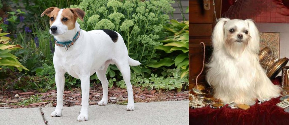 Toy Mi-Ki vs Danish Swedish Farmdog - Breed Comparison