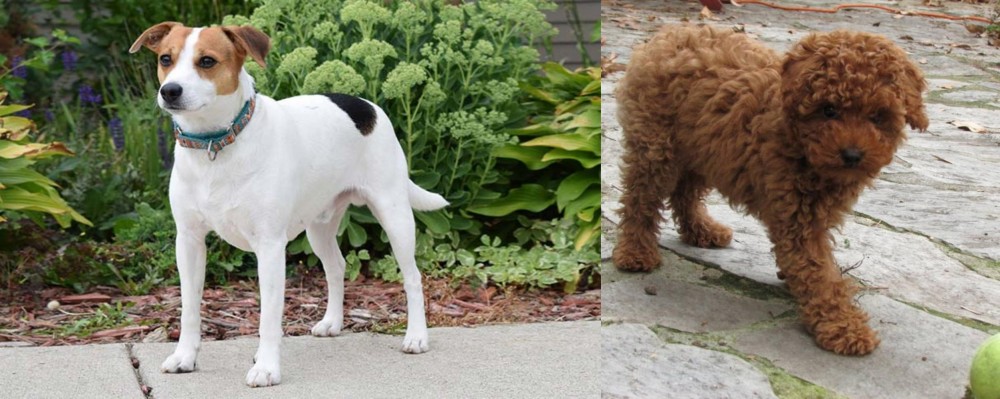 Toy Poodle vs Danish Swedish Farmdog - Breed Comparison