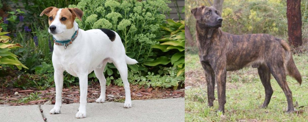 Treeing Tennessee Brindle vs Danish Swedish Farmdog - Breed Comparison