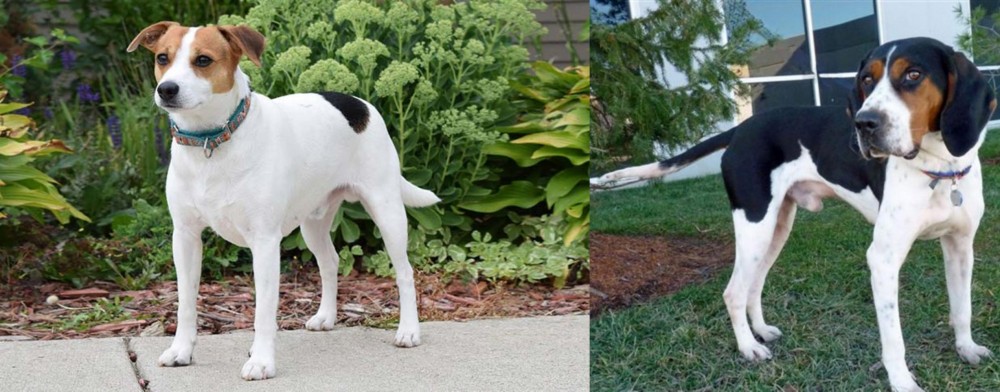 Treeing Walker Coonhound vs Danish Swedish Farmdog - Breed Comparison