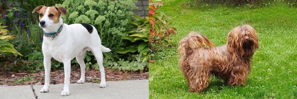 Tsvetnaya Bolonka vs Danish Swedish Farmdog - Breed Comparison