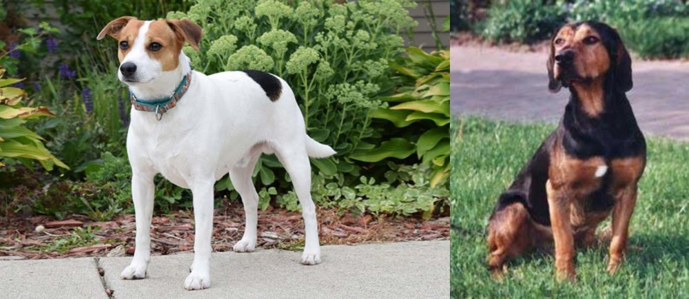 Tyrolean Hound vs Danish Swedish Farmdog - Breed Comparison