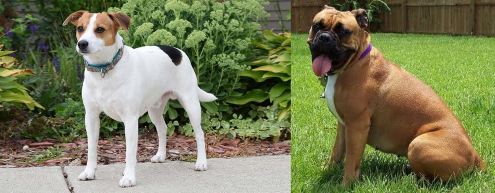 Valley Bulldog vs Danish Swedish Farmdog - Breed Comparison
