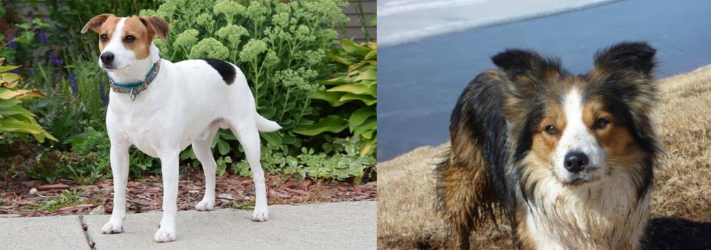 Welsh Sheepdog vs Danish Swedish Farmdog - Breed Comparison