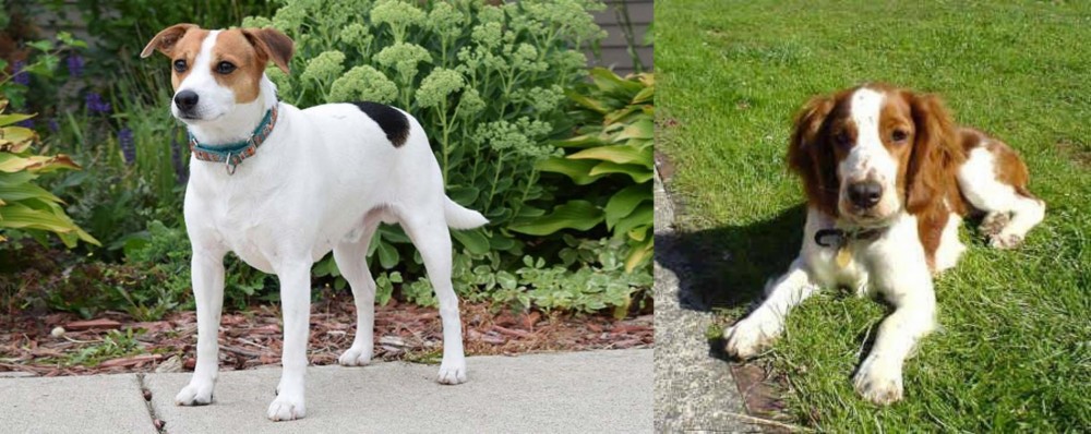 Welsh Springer Spaniel vs Danish Swedish Farmdog - Breed Comparison