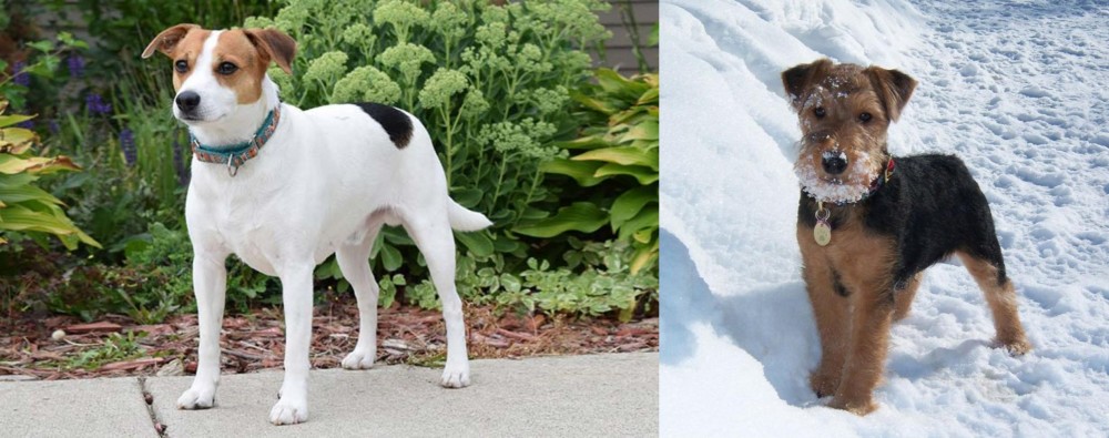 Welsh Terrier vs Danish Swedish Farmdog - Breed Comparison