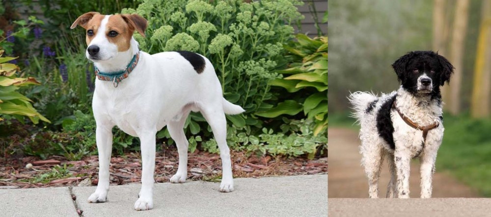 Wetterhoun vs Danish Swedish Farmdog - Breed Comparison