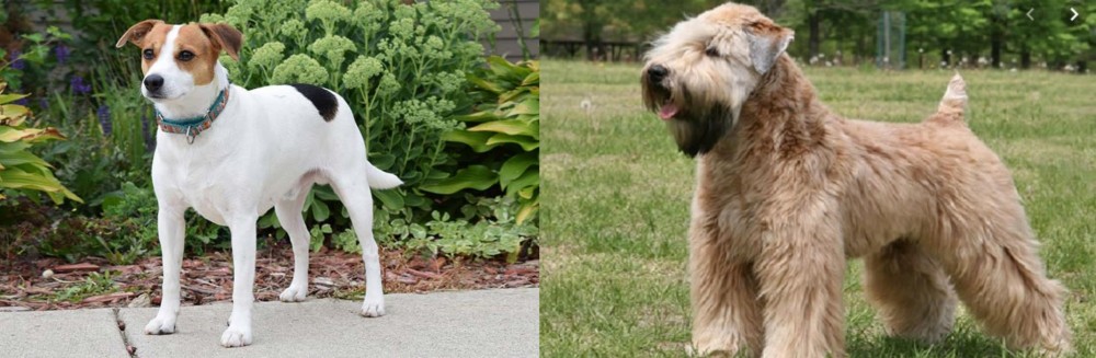 Wheaten Terrier vs Danish Swedish Farmdog - Breed Comparison