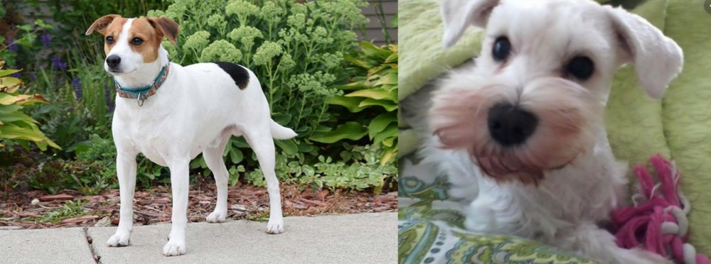 White Schnauzer vs Danish Swedish Farmdog - Breed Comparison
