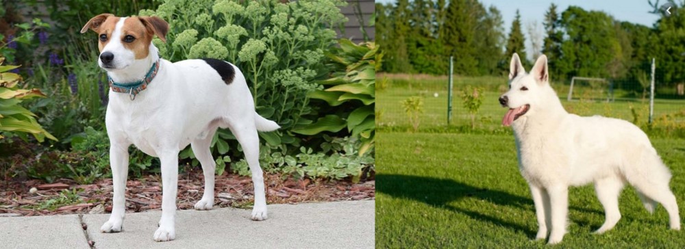 White Shepherd vs Danish Swedish Farmdog - Breed Comparison