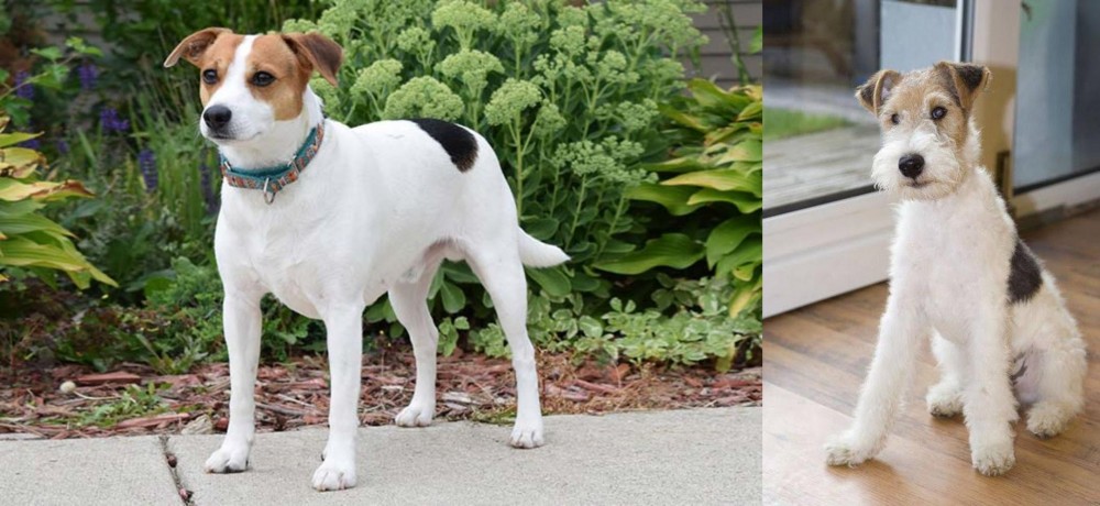 Wire Fox Terrier vs Danish Swedish Farmdog - Breed Comparison