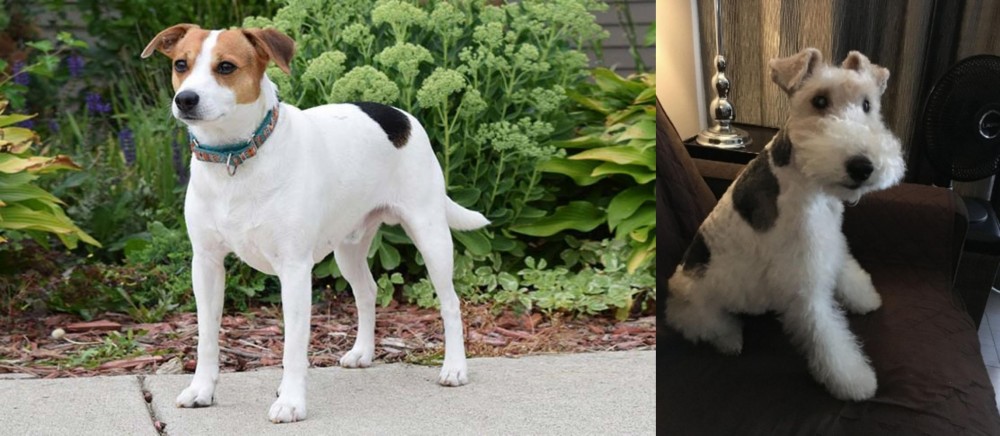Wire Haired Fox Terrier vs Danish Swedish Farmdog - Breed Comparison