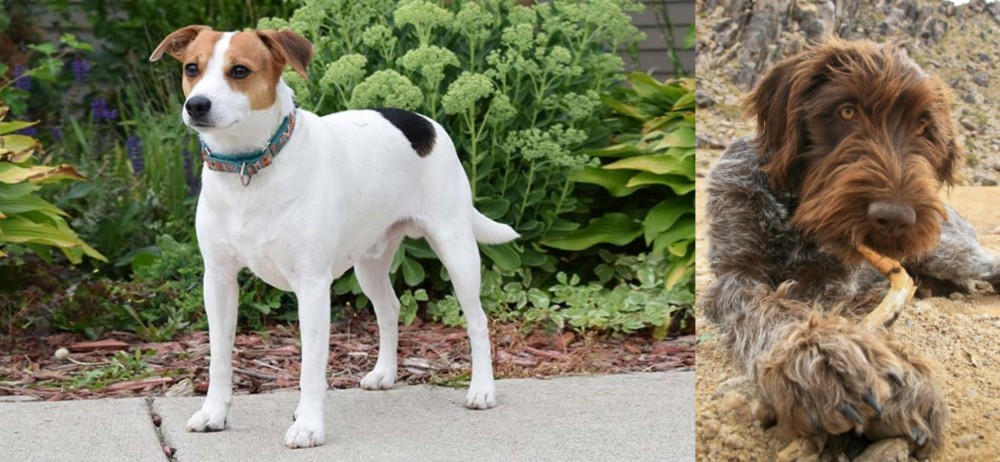 Wirehaired Pointing Griffon vs Danish Swedish Farmdog - Breed Comparison