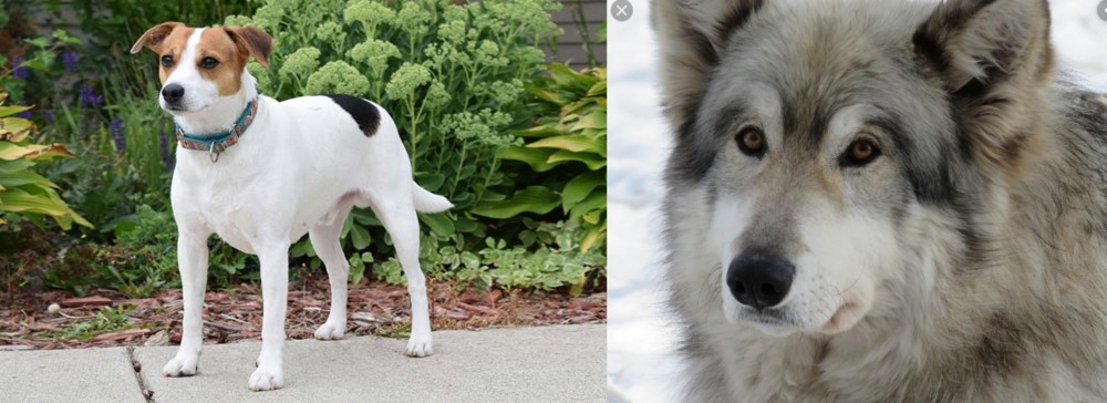 Wolfdog vs Danish Swedish Farmdog - Breed Comparison