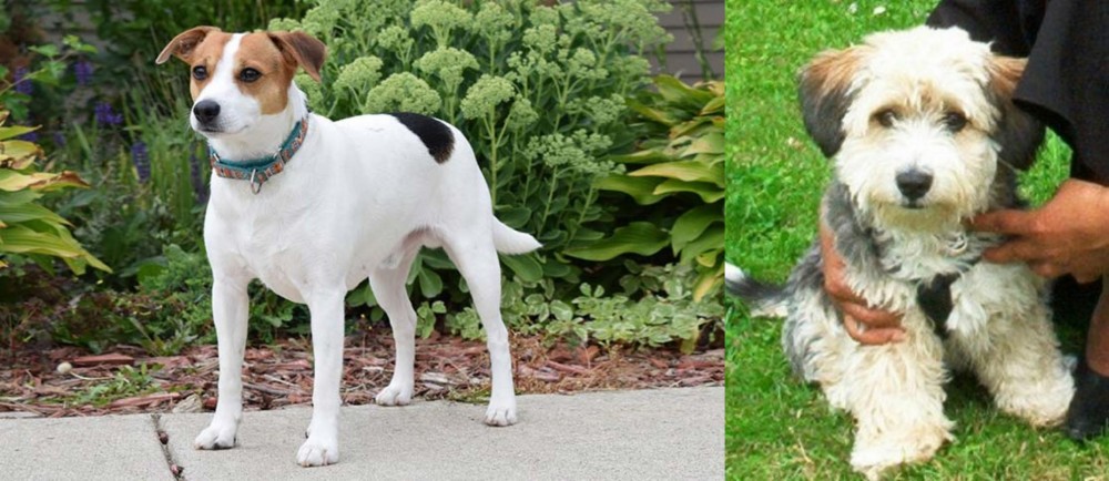 Yo-Chon vs Danish Swedish Farmdog - Breed Comparison