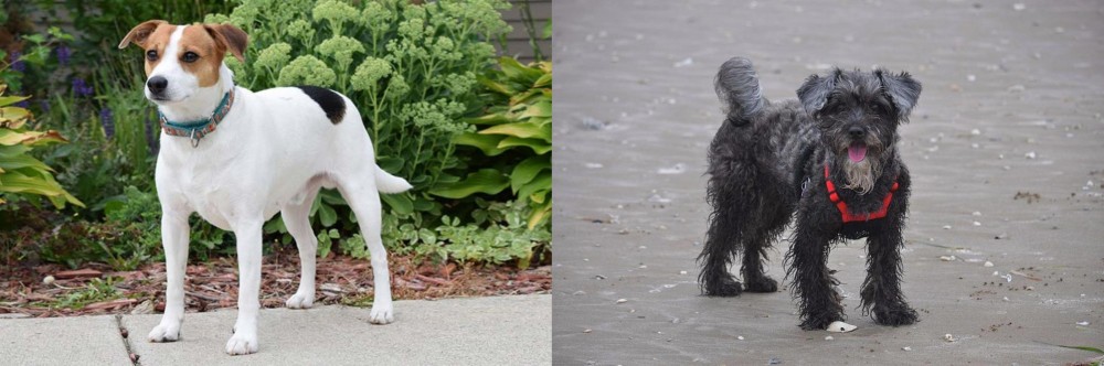 YorkiePoo vs Danish Swedish Farmdog - Breed Comparison