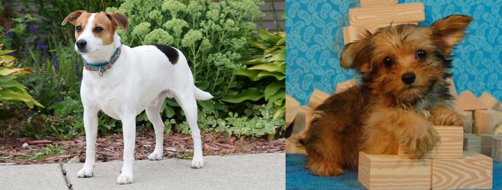 Yorkillon vs Danish Swedish Farmdog - Breed Comparison