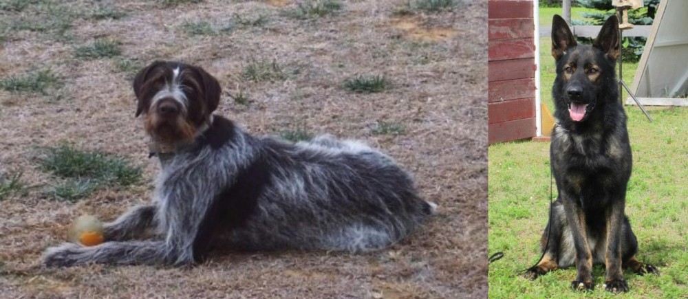 East German Shepherd vs Deutsch Drahthaar - Breed Comparison