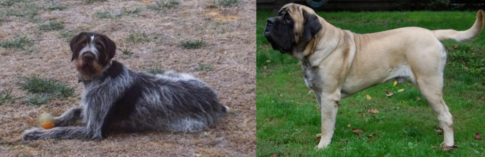 English Mastiff vs Deutsch Drahthaar - Breed Comparison
