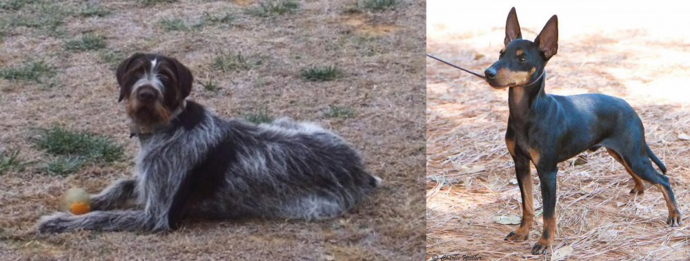 English Toy Terrier (Black & Tan) vs Deutsch Drahthaar - Breed Comparison
