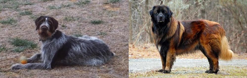 Estrela Mountain Dog vs Deutsch Drahthaar - Breed Comparison