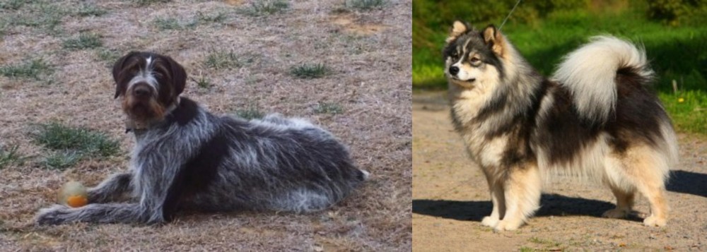 Finnish Lapphund vs Deutsch Drahthaar - Breed Comparison