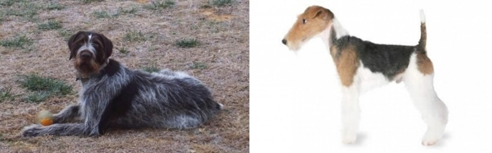 Fox Terrier vs Deutsch Drahthaar - Breed Comparison