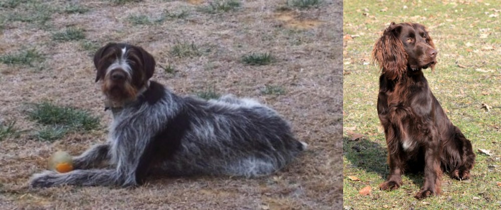German Spaniel vs Deutsch Drahthaar - Breed Comparison