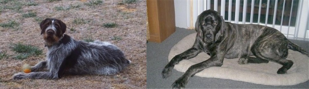 Giant Maso Mastiff vs Deutsch Drahthaar - Breed Comparison