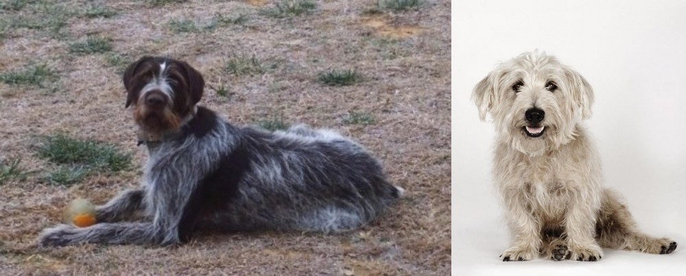 Glen of Imaal Terrier vs Deutsch Drahthaar - Breed Comparison
