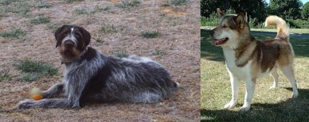 Greenland Dog vs Deutsch Drahthaar - Breed Comparison