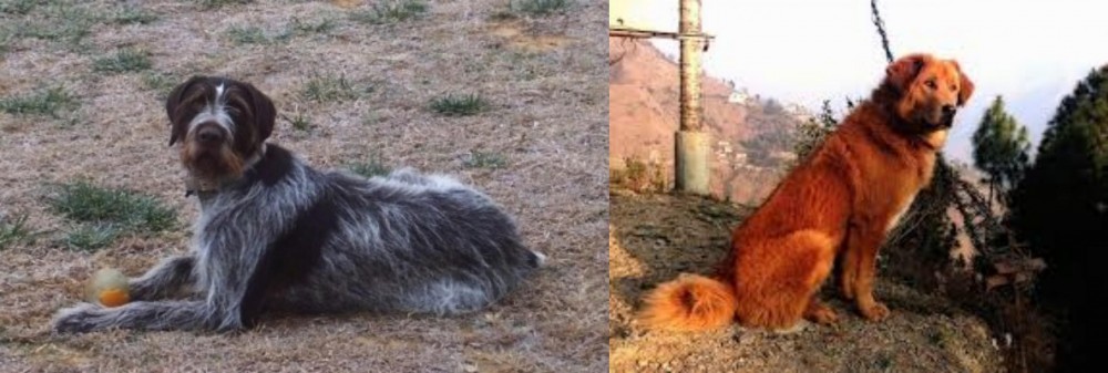 Himalayan Sheepdog vs Deutsch Drahthaar - Breed Comparison