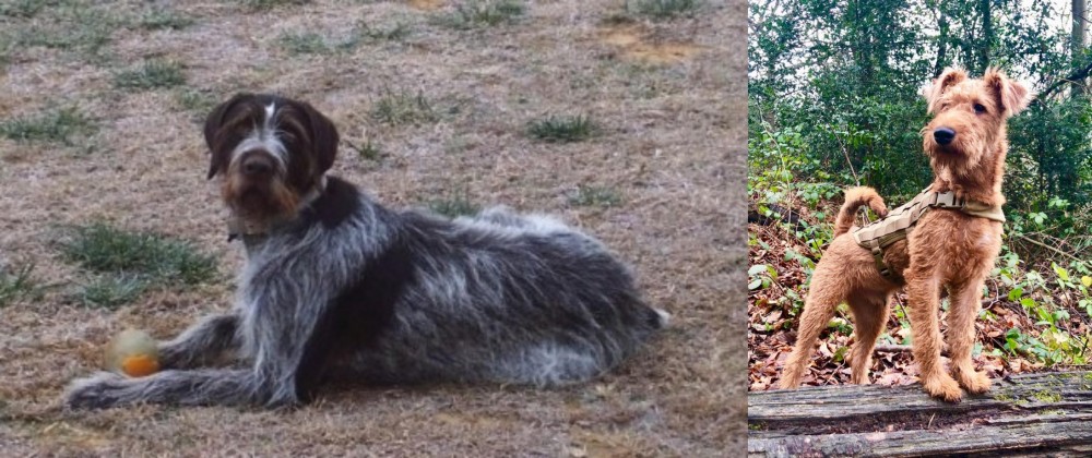 Irish Terrier vs Deutsch Drahthaar - Breed Comparison