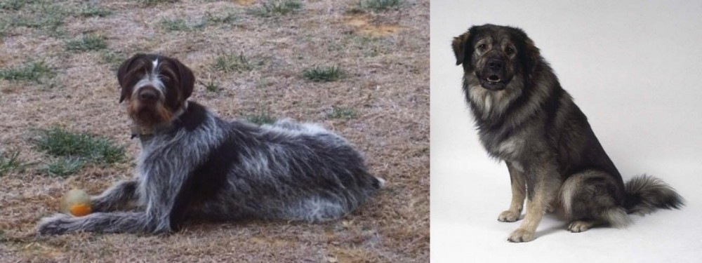 Istrian Sheepdog vs Deutsch Drahthaar - Breed Comparison