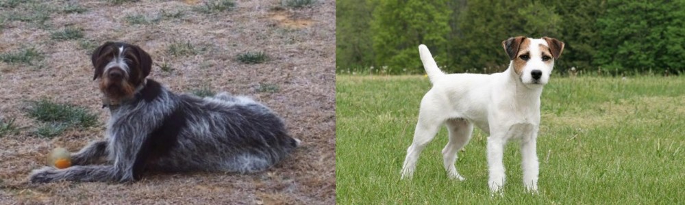 Jack Russell Terrier vs Deutsch Drahthaar - Breed Comparison