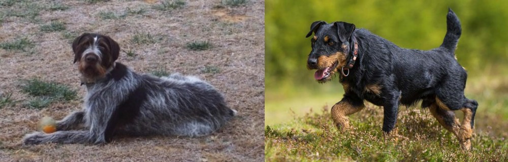Jagdterrier vs Deutsch Drahthaar - Breed Comparison