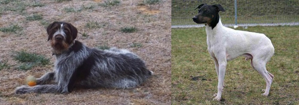 Japanese Terrier vs Deutsch Drahthaar - Breed Comparison