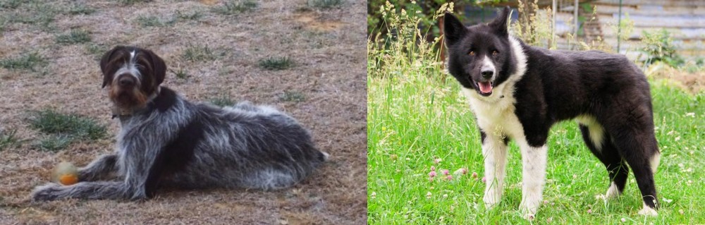 Karelian Bear Dog vs Deutsch Drahthaar - Breed Comparison