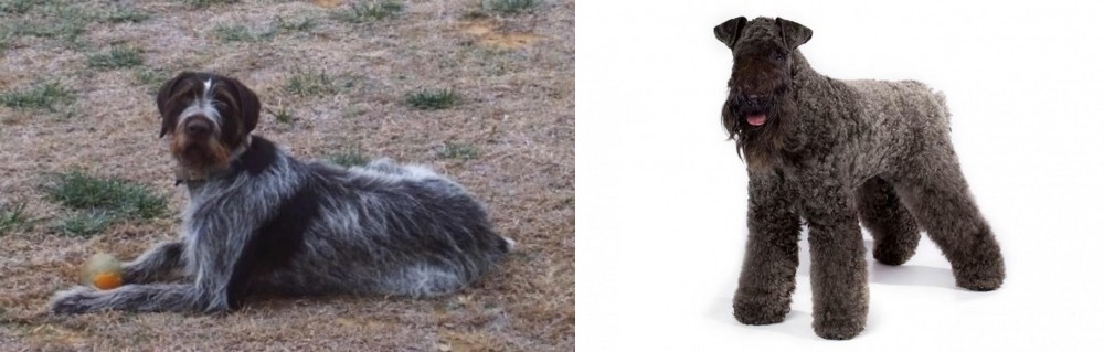 Kerry Blue Terrier vs Deutsch Drahthaar - Breed Comparison