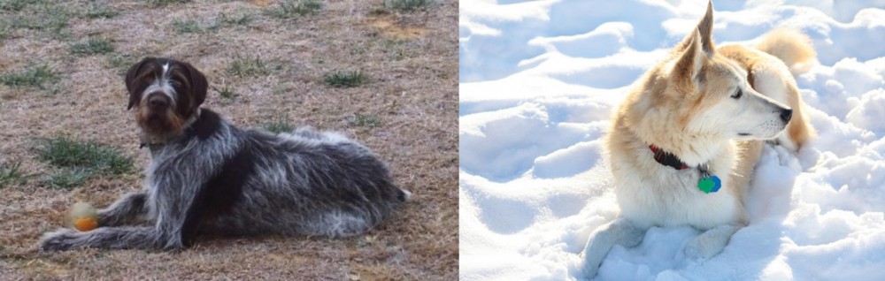 Labrador Husky vs Deutsch Drahthaar - Breed Comparison