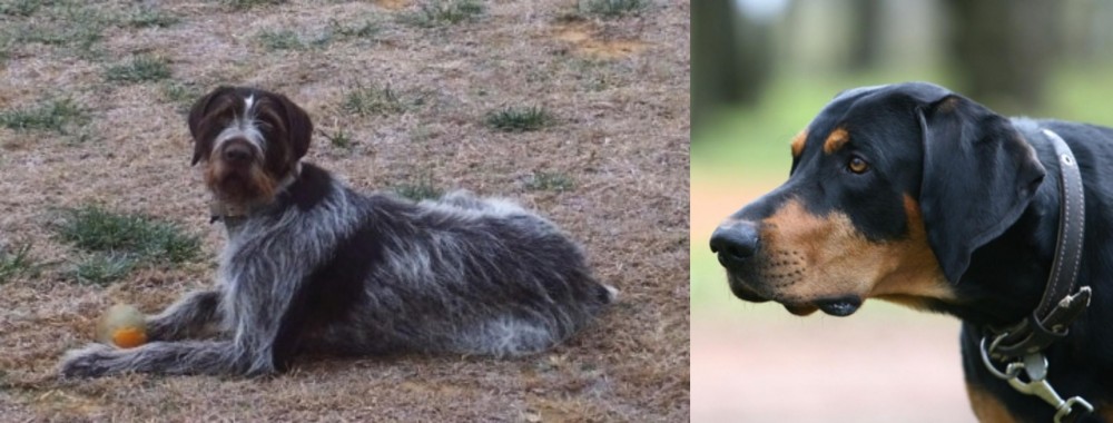Lithuanian Hound vs Deutsch Drahthaar - Breed Comparison