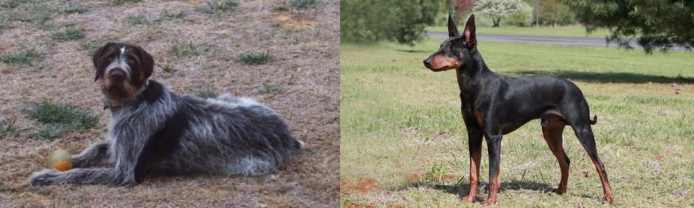 Manchester Terrier vs Deutsch Drahthaar - Breed Comparison