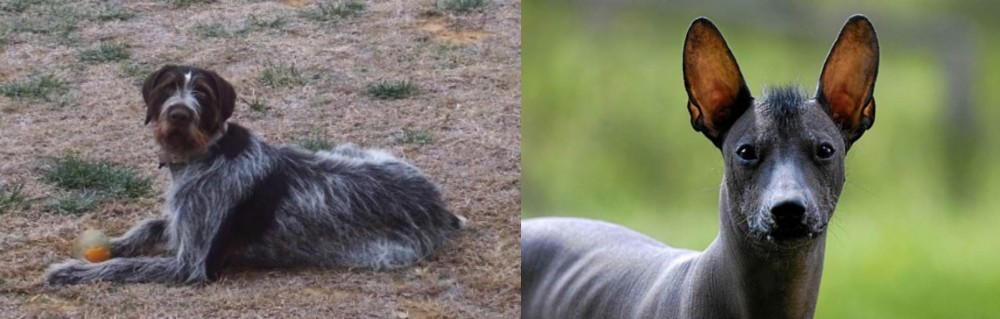 Mexican Hairless vs Deutsch Drahthaar - Breed Comparison