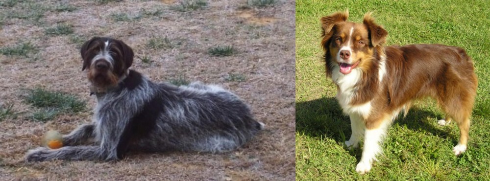Miniature Australian Shepherd vs Deutsch Drahthaar - Breed Comparison